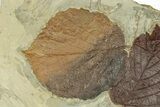 Plate with Two Fossil Leaves (Two Species) - Montana #269321-2